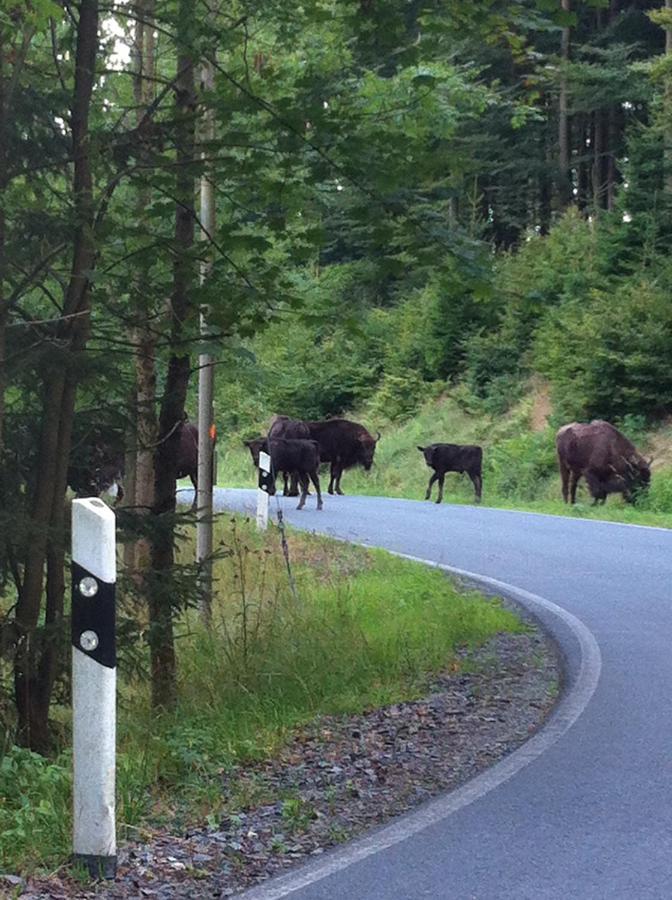 Pension Zum Rothaarsteig Netphen ภายนอก รูปภาพ